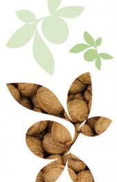 NOIX DANS FEUILLE NOIX DANS FEUILLE