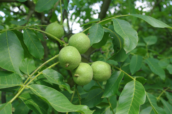 lara verte sur arbre 2