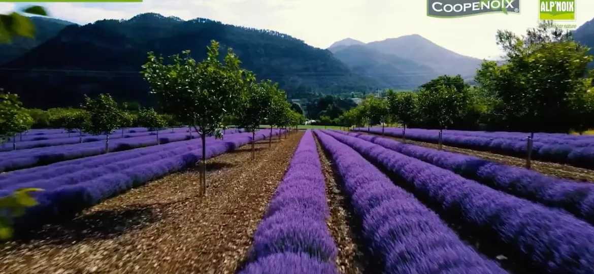 champ de noyers au milieu des lavandes