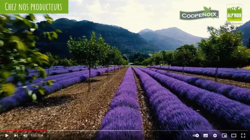 champ de noyers au milieu des lavandes