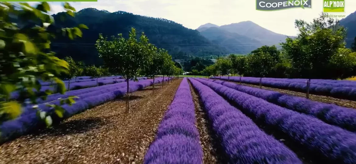 champ de noyers au milieu des lavandes